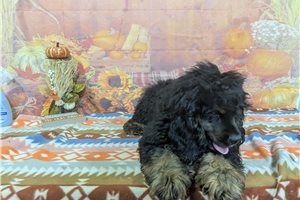 Ozzy - Cocker Spaniel for sale