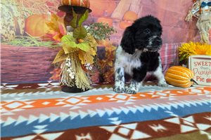 Jordi - puppy for sale