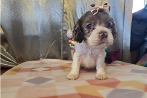Hannah - Cocker Spaniel for sale