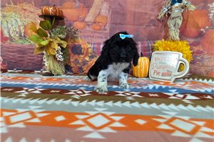 Jezebelle - Cocker Spaniel for sale