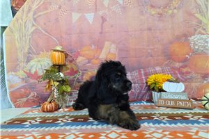 Ozzy - Cocker Spaniel for sale