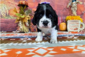 Faith - puppy for sale
