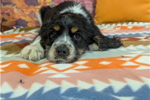 Jones - Cocker Spaniel for sale