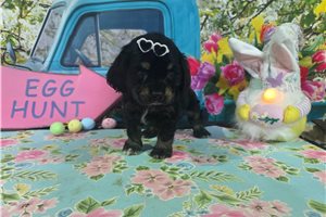Kristine - Cocker Spaniel for sale