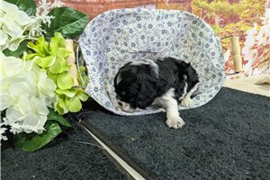 Owen - Cocker Spaniel for sale
