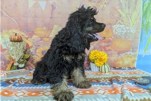 Ozzy - Cocker Spaniel for sale