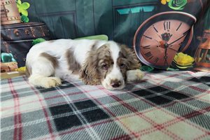 Michael - Cocker Spaniel for sale