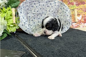 Octavius - Cocker Spaniel for sale