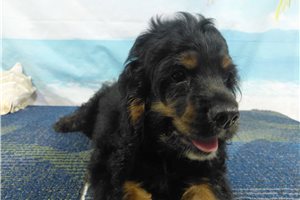 Ozzy - Cocker Spaniel for sale