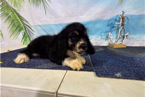 Rhett - Cocker Spaniel for sale
