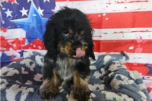 Dipper - puppy for sale