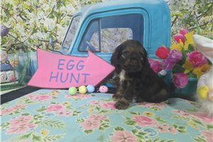 Camelot - Cocker Spaniel for sale