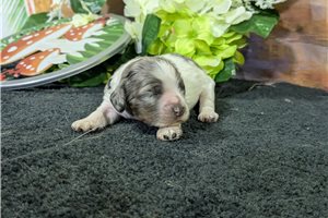 Ollie - Cocker Spaniel for sale