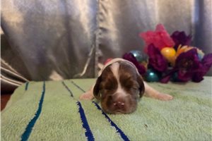 Lancelot - puppy for sale