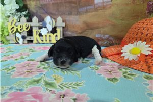 Levi - puppy for sale