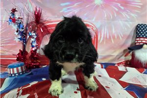 Levi - Cocker Spaniel for sale