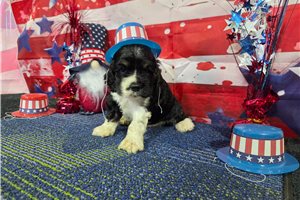 Rhett - Cocker Spaniel for sale