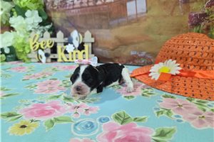 Lucy - puppy for sale