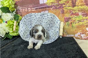 Ollie - Cocker Spaniel for sale
