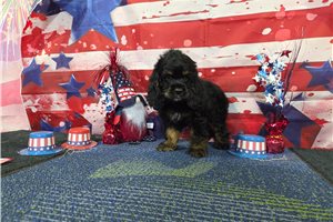 Ozzy - puppy for sale
