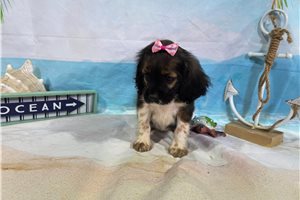 Lily - Cocker Spaniel for sale