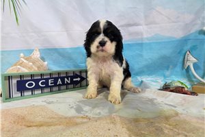 Octavius - Cocker Spaniel for sale