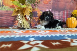 Jetta - puppy for sale