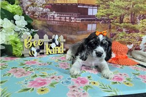 Kara - Cocker Spaniel for sale