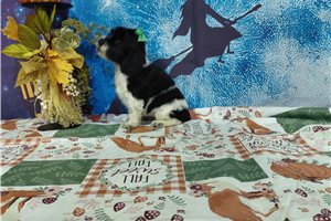 Jessie - Cocker Spaniel for sale