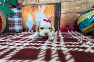 Millie - puppy for sale