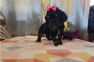 Kristine - Cocker Spaniel for sale