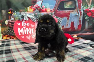 Matthew - puppy for sale