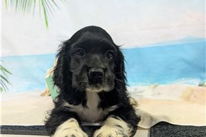 Levi - Cocker Spaniel for sale