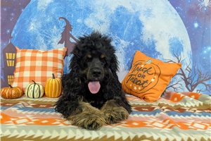 Ozzy - Cocker Spaniel for sale
