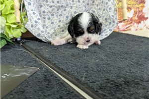 Octavius - Cocker Spaniel for sale