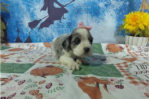 Fiona - puppy for sale