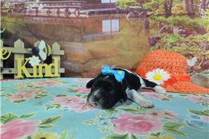 Lily - puppy for sale