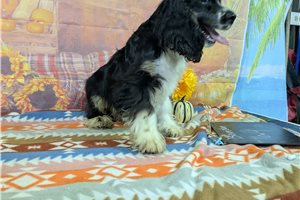 Rhett - Cocker Spaniel for sale