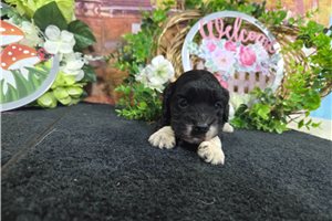 Levi - Cocker Spaniel for sale
