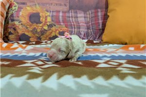 Maeve - puppy for sale