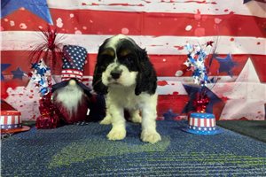 Octavius - Cocker Spaniel for sale