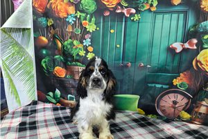 Finn - Cocker Spaniel for sale