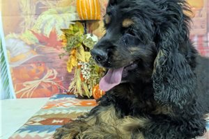 Ozzy - Cocker Spaniel for sale