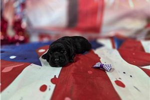 Ruth - Cocker Spaniel for sale
