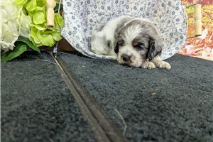 Ollie - Cocker Spaniel for sale
