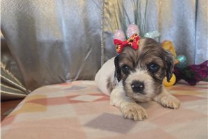 Kenzie - Cocker Spaniel for sale