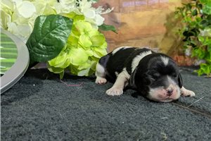 Octavius - puppy for sale