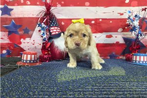 Rosie - Cocker Spaniel for sale