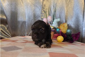 Camelot - Cocker Spaniel for sale