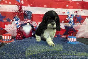 Owen - Cocker Spaniel for sale
